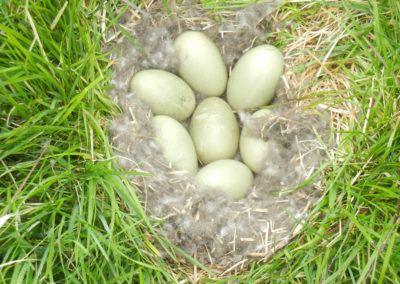 Eider-Enten-Nest