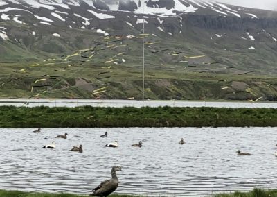 Eider-Enten am Fluss